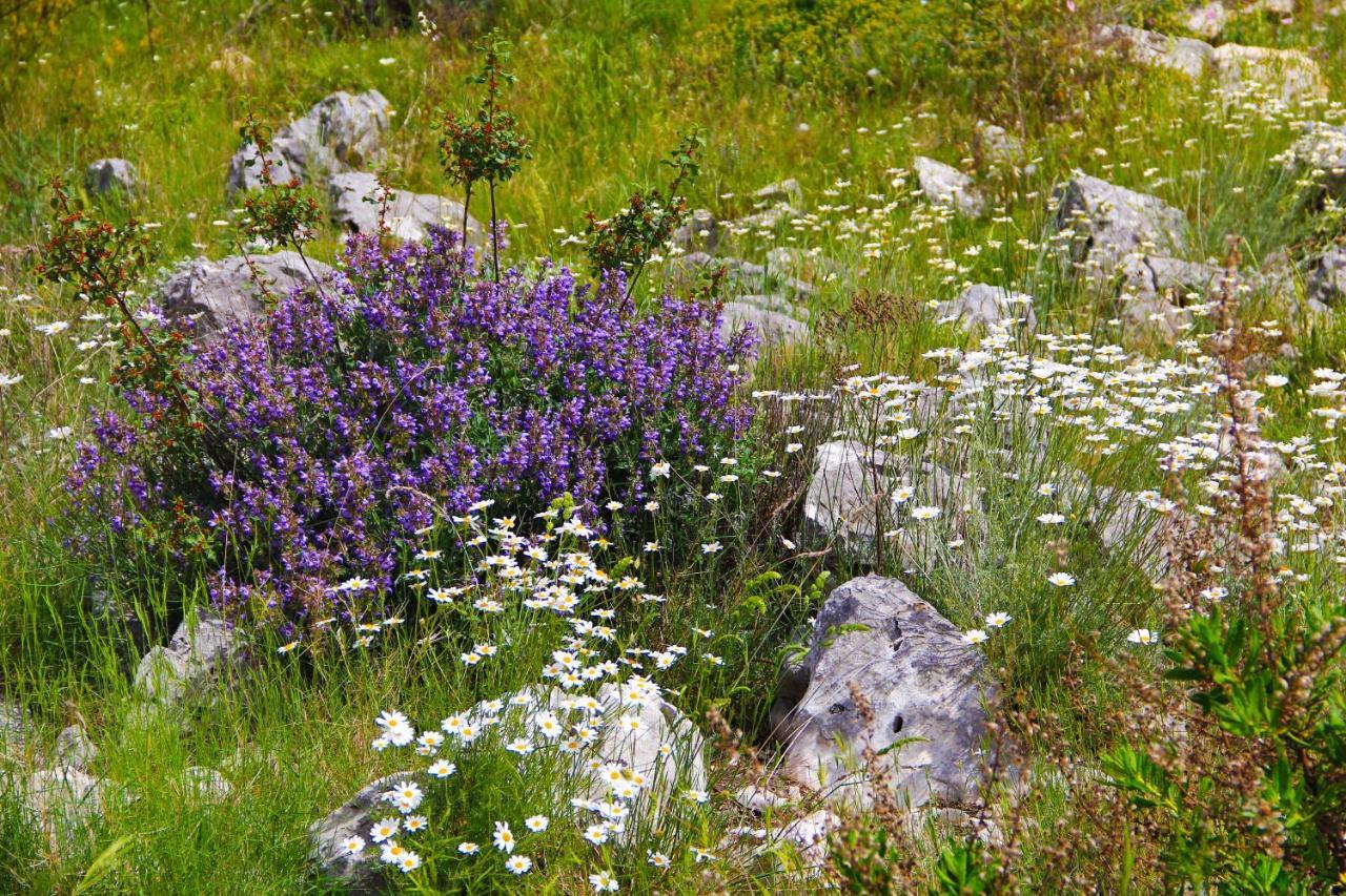 Villa Zlatno Sunce In The Hills Near Trogir Vrsine Kültér fotó